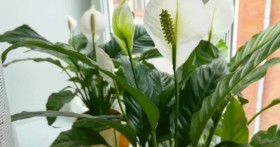 Спатифиллум не цветет. Что делать?