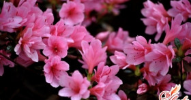 Цветущая азалия: уход и за тропическим растением