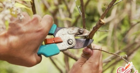 Искусство садового хирурга: обрезка плодовых деревьев