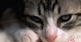 Как лечить понос у кошки?