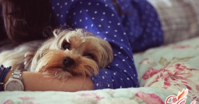 Средства, способные устранить запах собачьей мочи