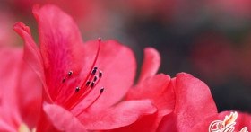 Азалия комнатная: советы по уходу