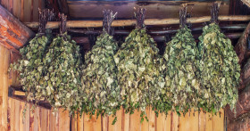 Когда и как заготавливают березовые веники для бани