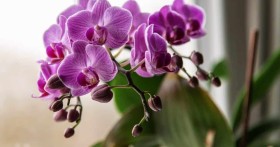 В какой грунт сажать орхидею