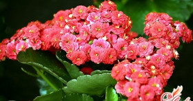 Каланхоэ декоративный. Как вырастить цветущее растение?