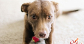 Как чистить зубы собаке? Основы собачьей гигиены