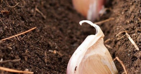 Как правильно сажать чеснок под зиму для хорошего урожая