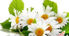 Способ окраски волос ромашкой и рецепты масок и ополаскивателей