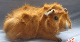 Морская свинка: уход и содержание питомца