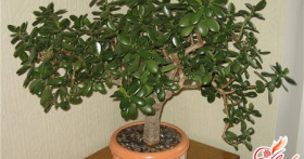 Куда поставить денежное дерево по правилам фен-шуй?