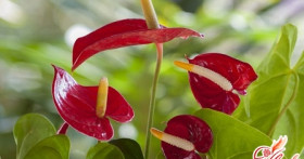 Если заболел антуриум: желтеют листья – принимайте срочные меры!