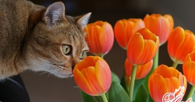 Как лечить бронхиальную астму у кошек?