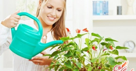 Экзотические растения для дома: выбираем правильно!