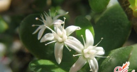 Как пересадить денежное дерево: секреты успешного выращивания