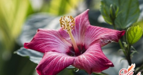 Китайская роза – комнатная вариация садового гибискуса