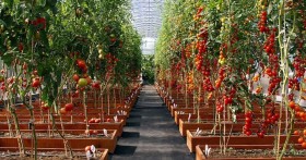 Пикировка томатов по лунному календарю 2019