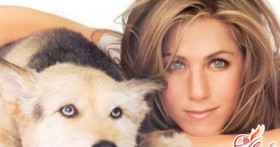 Мастино неаполитано. Собака – гладиатор