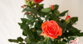 Если у вас есть роза домашняя: уход за королевой цветов