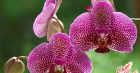 Виды орхидей: выберите свой цветок