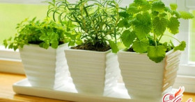 Огород на подоконнике