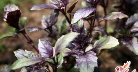 Травы для лица: народные рецепты в современной интерпретации