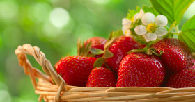 Когда начинается сбор клубники в совхозе имени Ленина в 2019 году, и как на него попасть