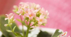 Каланхоэ: растение-аптека на подоконнике