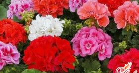 Оберег от злых сил: как вырастить герань в домашних условиях