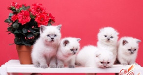 Чем кормить шотландского вислоухого котенка?