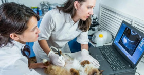 Услуги гинеколога для животных: когда могут потребоваться, что предлагается, как выбрать хорошего специалиста