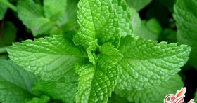 Комнатная мята, или Плекрантус в вашем доме