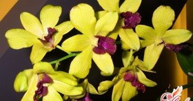 Орхидея дендробиум фаленопсис: содержание гибридного растения дома