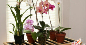 Орхидея в горшке: основные особенности ухода