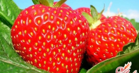 Ароматы лета к вашему столу: выращиваем клубнику