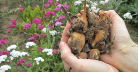 Как правильно выбирать клубни цветов?