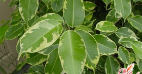 Болезни фикуса и их лечение