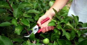 ФОРМИРОВАНИЕ КРОНЫ