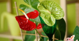 Домашний антуриум: чернеют листья? Лечим растение