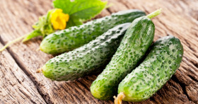 Почему желтеют зародыши огурцов в теплице? И что нужно делать?