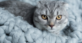 Как полностью избавиться от запаха кошачьей мочи