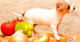 Чем кормить собаку или особенности рациона домашнего любимца