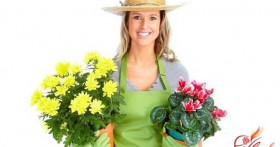 Болезни цветов комнатных: гид для начинающего цветовода