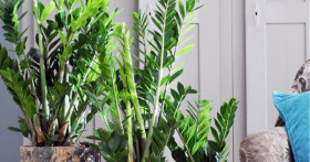 Уход за замиокулькасом (долларовым деревом) в домашних условиях