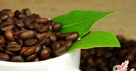 Как вырастить кофейное дерево из зернышка?