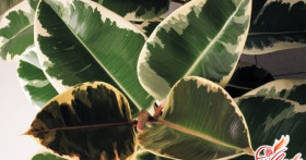 Проблемы домашнего цветоводства: почему желтеют листья у фикуса