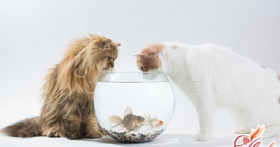 Чем кормить стерилизованную кошку: правильный рацион как залог долгой жизни