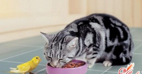 Чем кормить кошку, или Меню для маленького хищника