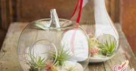 Сад в стекле: флорариум своими руками