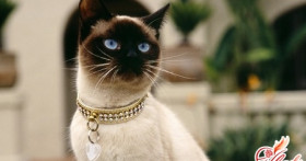 Стоп цистит для кошек – что это за лекарство?