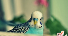 Как выбрать попугая? Советы по приобретению